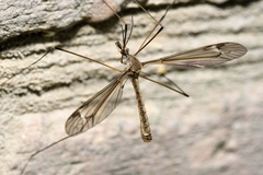 Tipula lateralis