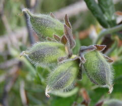 Rhynchosia chrysoscias