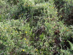 Rhynchosia chrysoscias