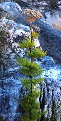 Notobubon tenuifolium