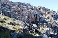 Widdringtonia wallichii