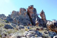 Widdringtonia wallichii