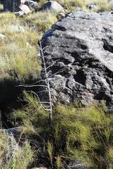 Widdringtonia wallichii