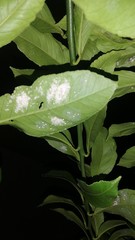 Aleurothrixus floccosus