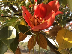 Bombax ceiba