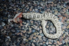 Crotalus cerastes cercobombus