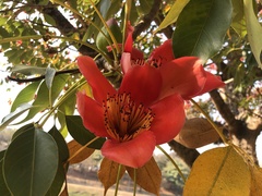 Bombax ceiba