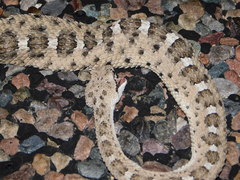 Crotalus cerastes cercobombus