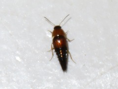Tachyporus dispar