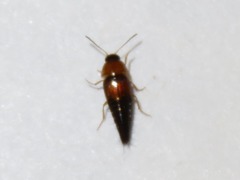 Tachyporus dispar