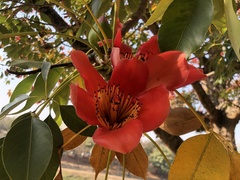 Bombax ceiba