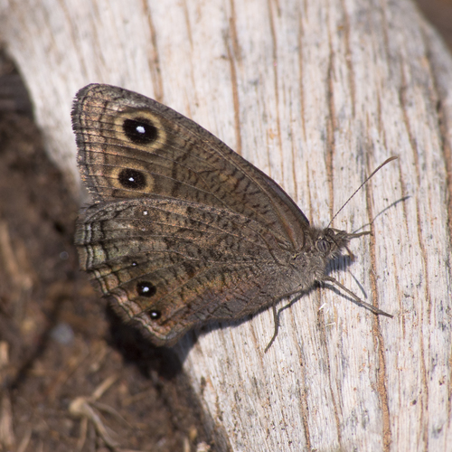 Great Basin Wood-Nymph photo 6