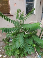Ailanthus altissima