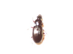 Pterostichus strenuus