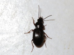 Pterostichus strenuus