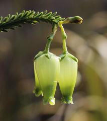 Erica urna-viridis