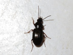 Pterostichus strenuus