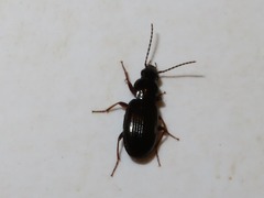 Pterostichus strenuus