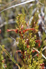 Erica curviflora curviflora