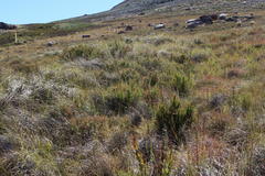 Erica curviflora curviflora