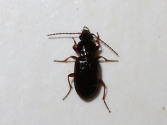 Pterostichus strenuus