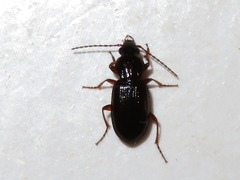 Pterostichus strenuus