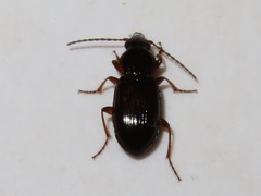 Pterostichus strenuus
