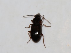 Pterostichus strenuus