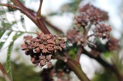 Dasineura rubiformis