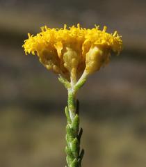 Athanasia microphylla