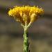 Athanasia microphylla - Photo 由 Tony Rebelo 所上傳的 (c) Tony Rebelo，保留部份權利CC BY-SA
