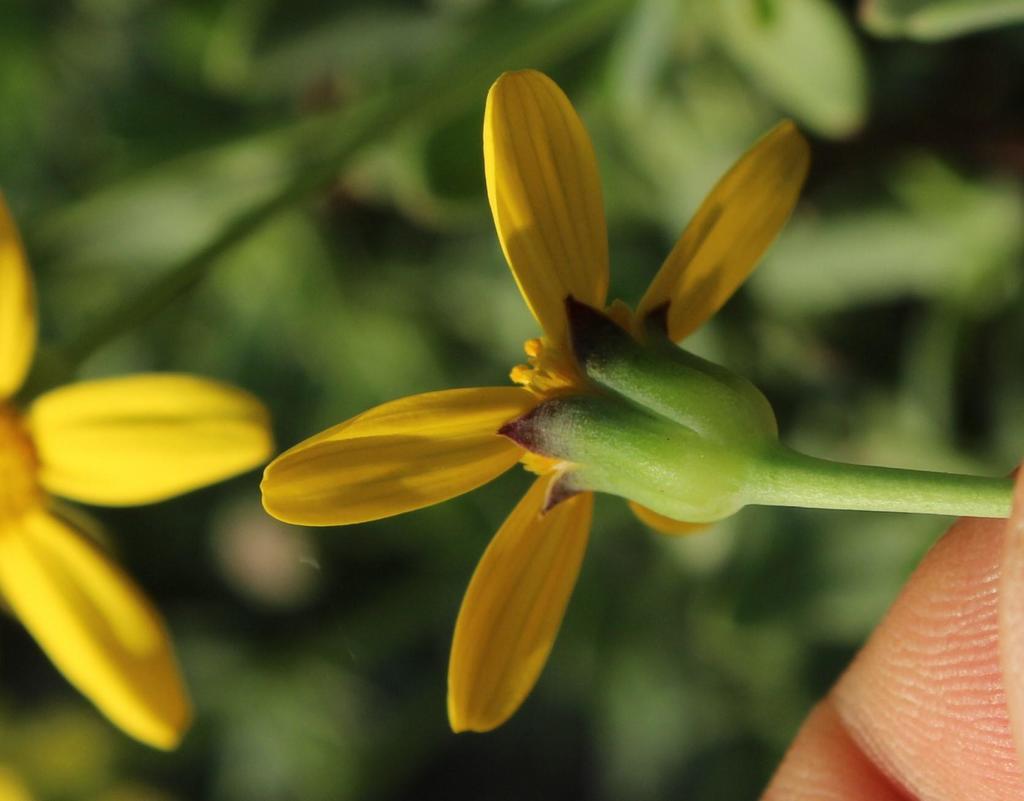 Othonna arborescens, Mowbray Ridge Kings Blockhouse to Firelookout: Devils Peak area of Table Mountain National Park