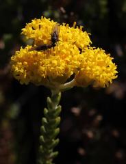 Athanasia microphylla