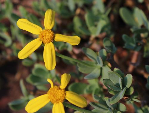 Othonna arborescens