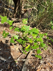 Erythrina herbacea