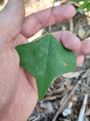 Erythrina herbacea