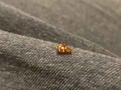 Vibidia duodecimguttata