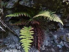 Dryopteris fragrans