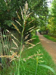 Sorghum halepense