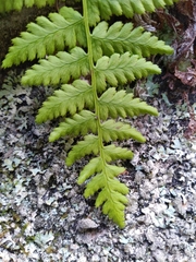 Dryopteris fragrans