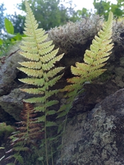 Dryopteris fragrans