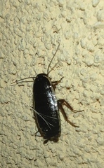 Loboptera