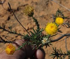 Chrysocoma longifolia
