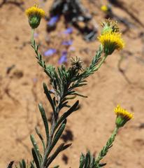 Chrysocoma longifolia