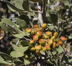 Searsia longispina