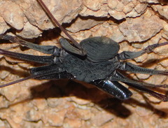 Paraphrynus carolynae