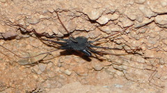 Paraphrynus carolynae