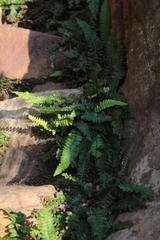 Blechnum australe australe