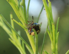 Leptinotarsa lineolata