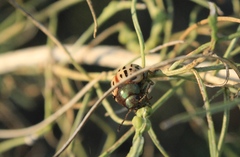 Leptinotarsa lineolata